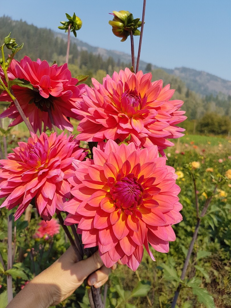 Dahlia Fire Magic handful