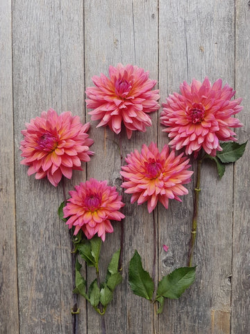 Dahlia Fire Magic