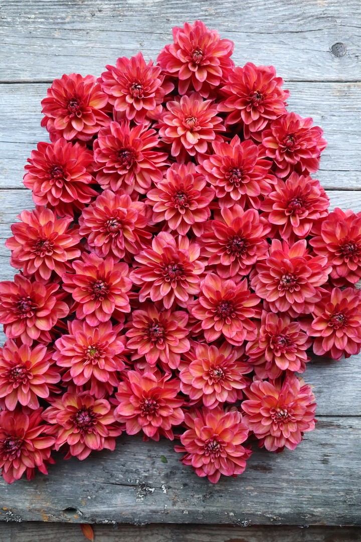 Dahlia Groovy collage