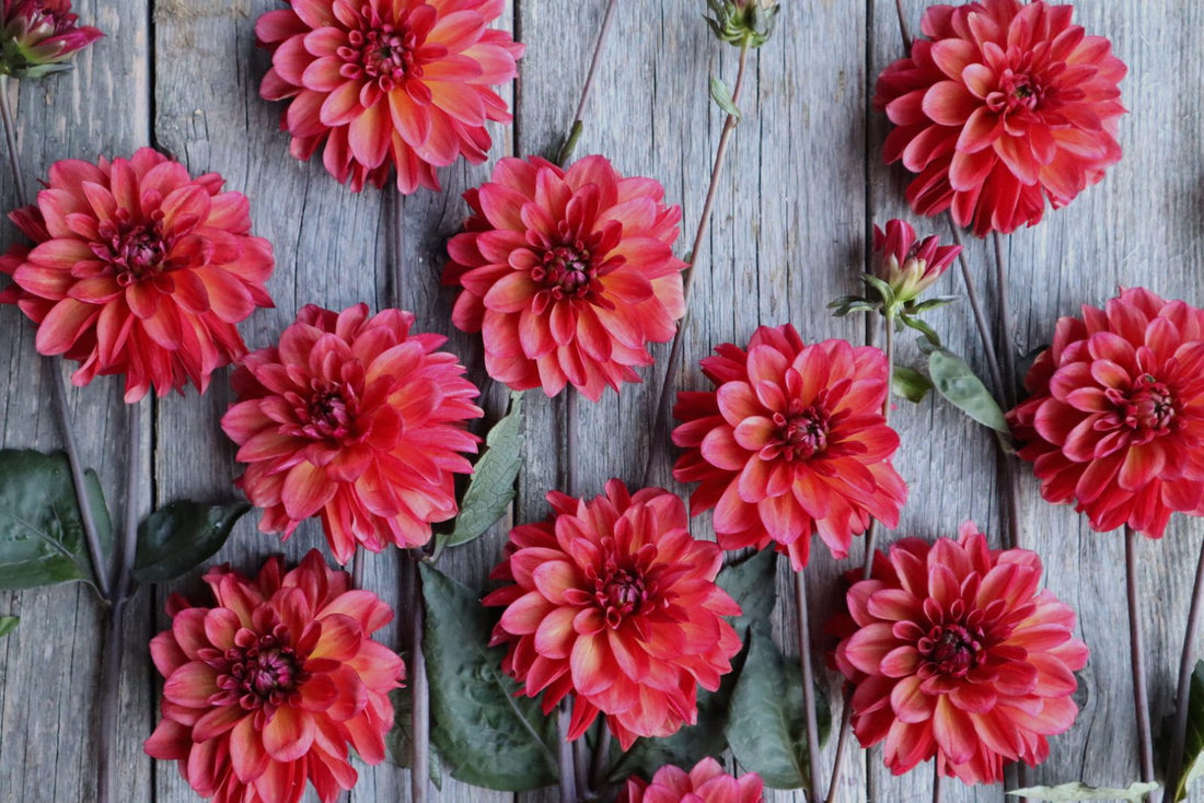 Dahlia Groovy closeup
