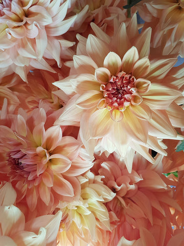Dahlia Honeymoon