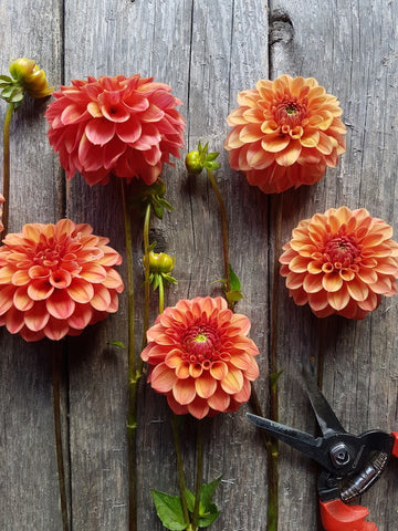 Dahlia Iced Tea close up