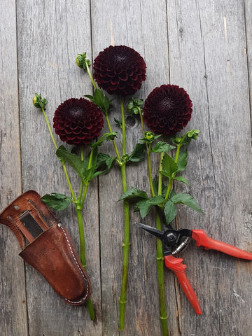 Dahlia Jowey Mirella