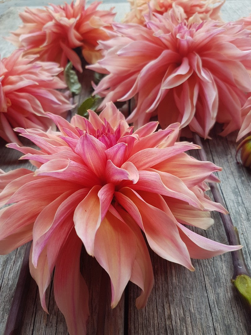 Dahlia Labyrinth close up