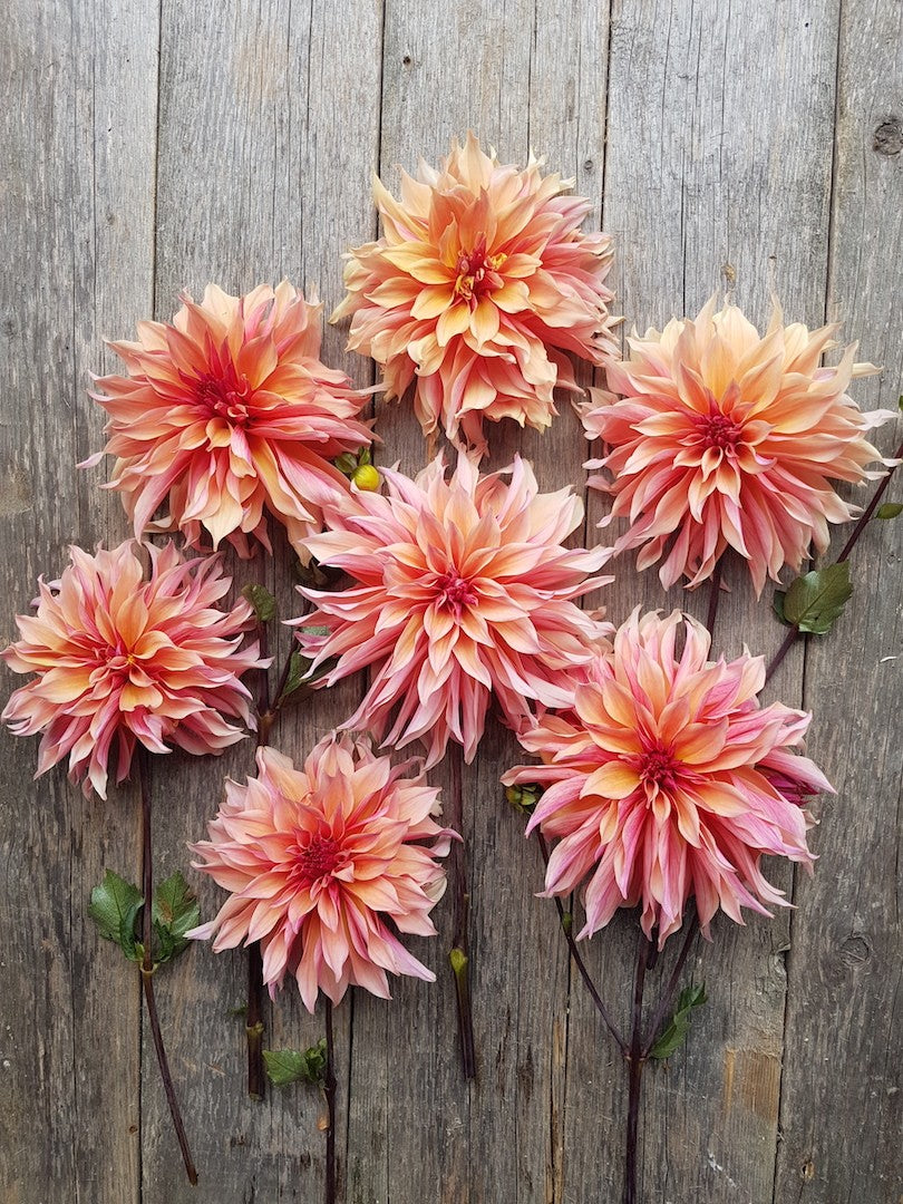 Dahlias - Coral – Stone Meadow Gardens