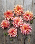 Dahlia Labyrinth