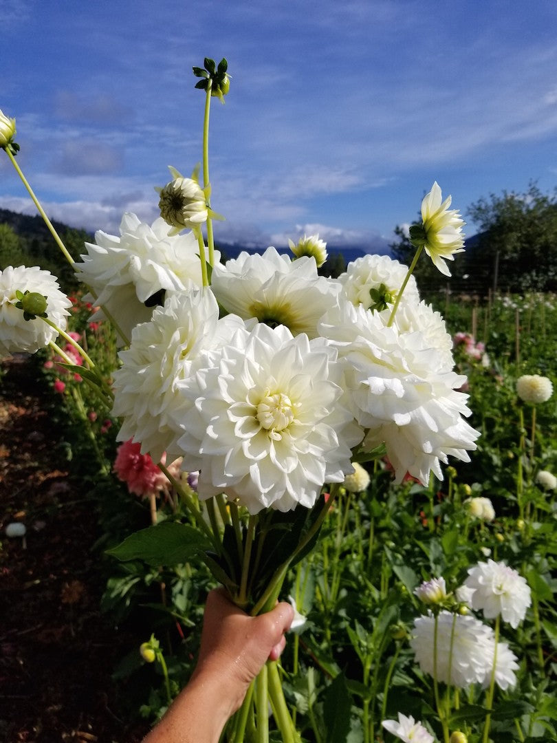 Dahlia Lady Nathalie handful