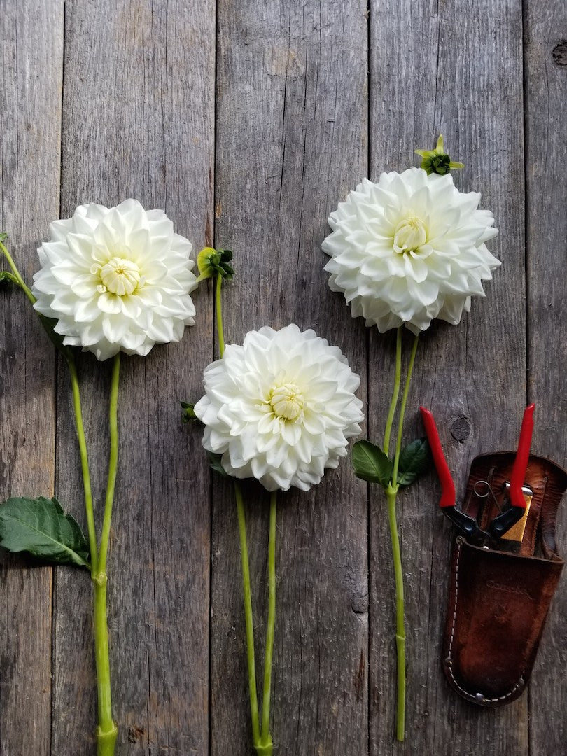 Dahlia Lady Nathalie