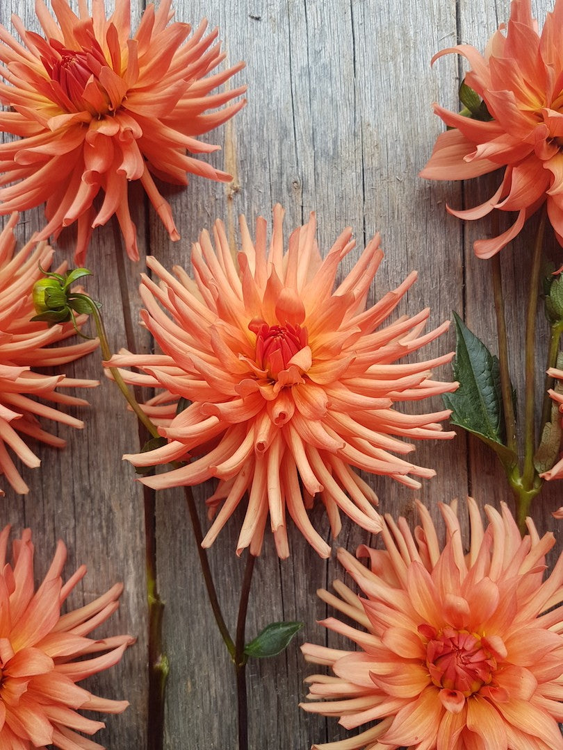 Dahlia Mango Sunset closeup
