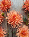 Dahlia Mango Sunset closeup