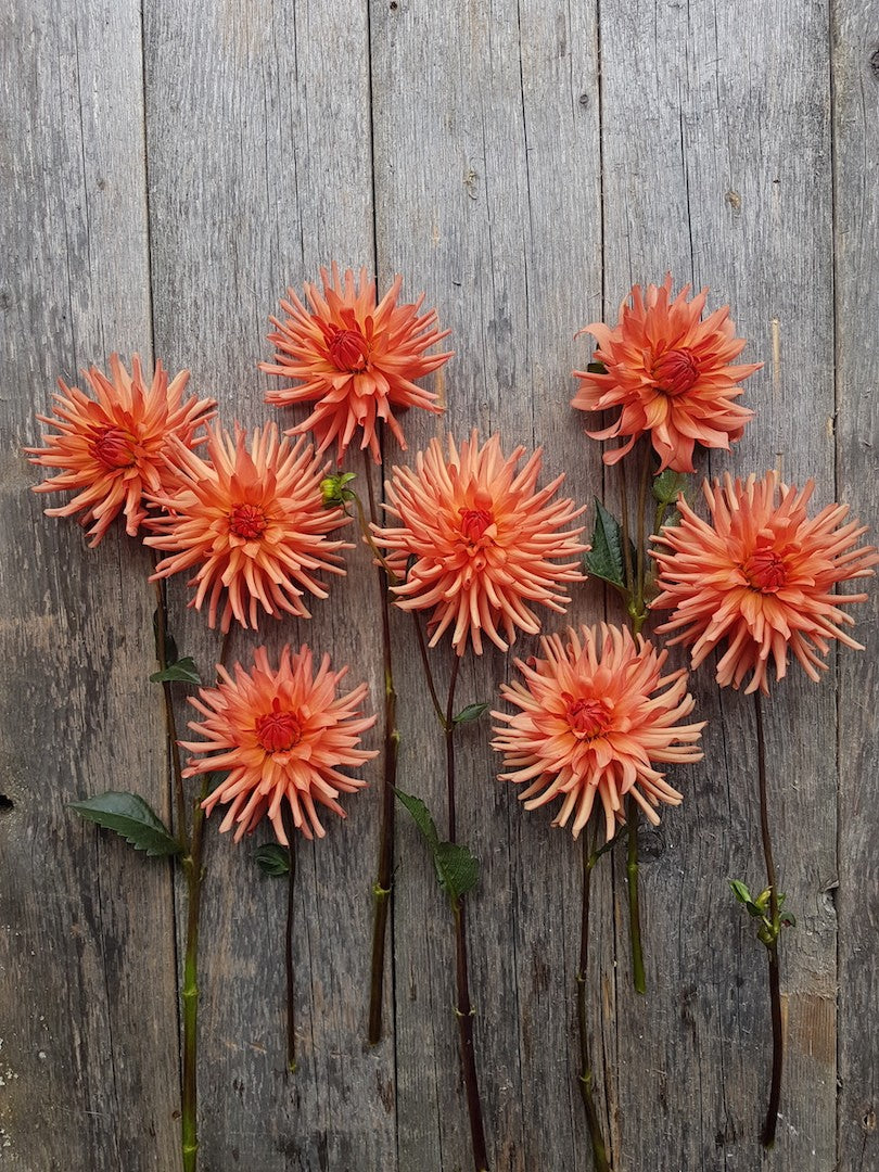 Dahlias - Coral – Stone Meadow Gardens