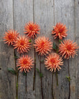 Dahlia Mango Sunset