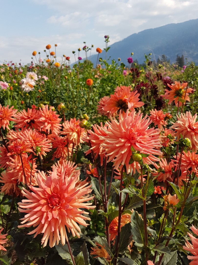 Dahlia Mango Sunset in field