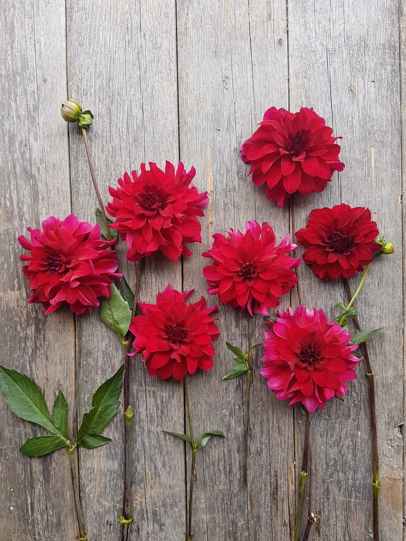 Dahlia Mingus Plum