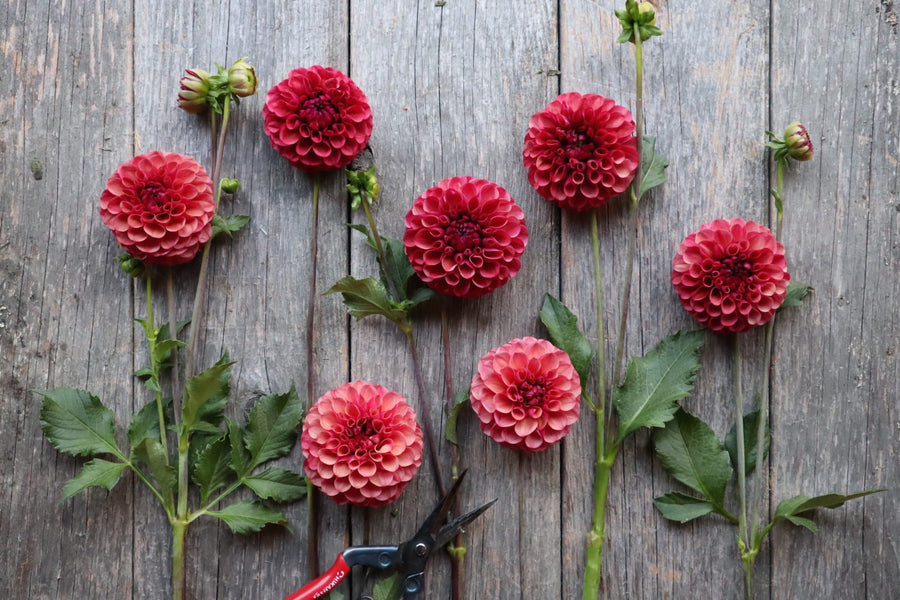 Dahlia Mission Gypsy