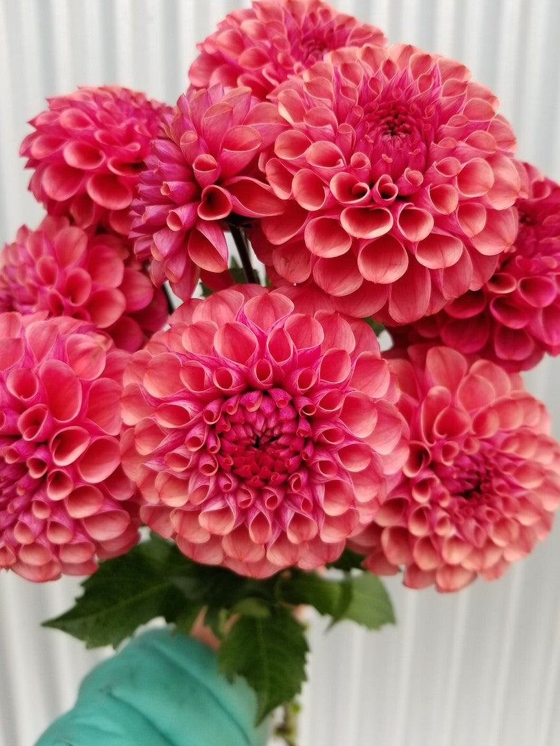 Dahlia Mission Gypsy