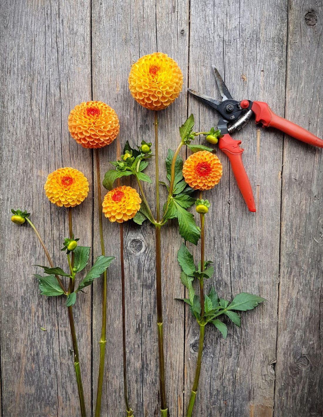 Dahlia Ms Kennedy