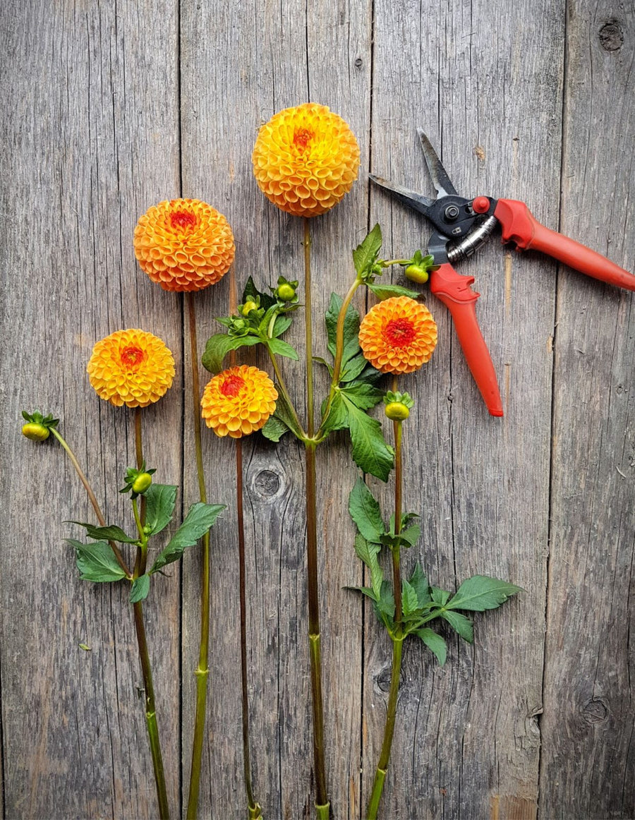 Dahlia Ms Kennedy