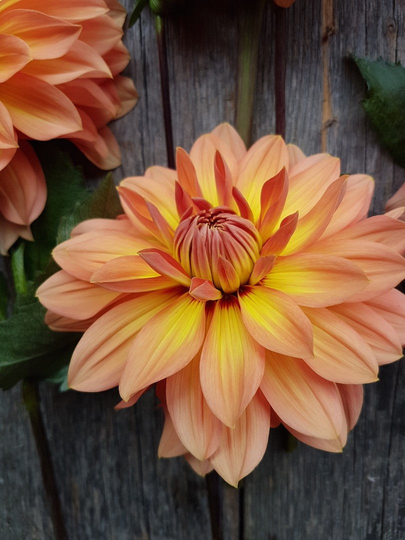 Dahlia Nicholas closeup