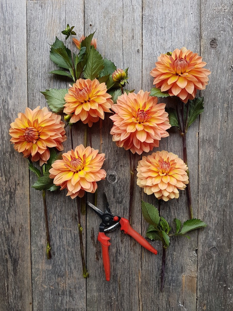 Dahlia Nicholas