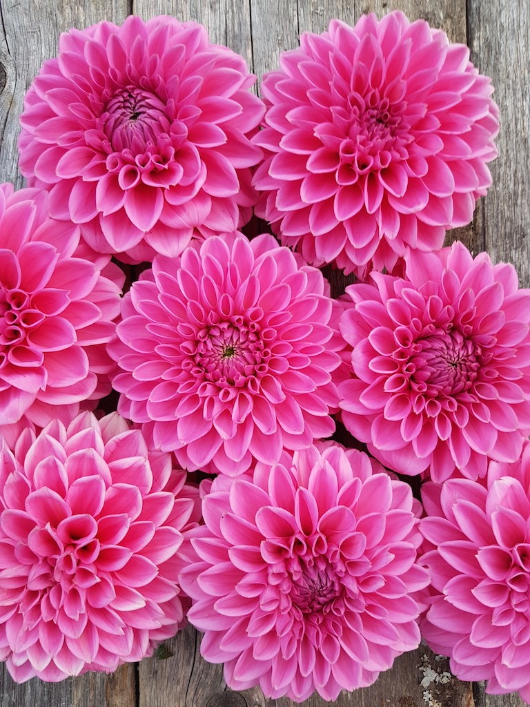 Dahlia Pink Sylvia