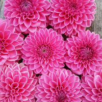 Dahlia Pink Sylvia