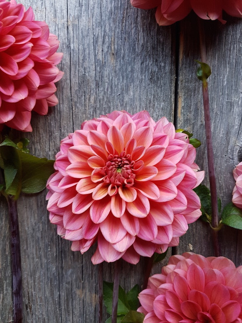 Dahlia Salmon Runner close up