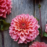 Dahlia Salmon Runner close up