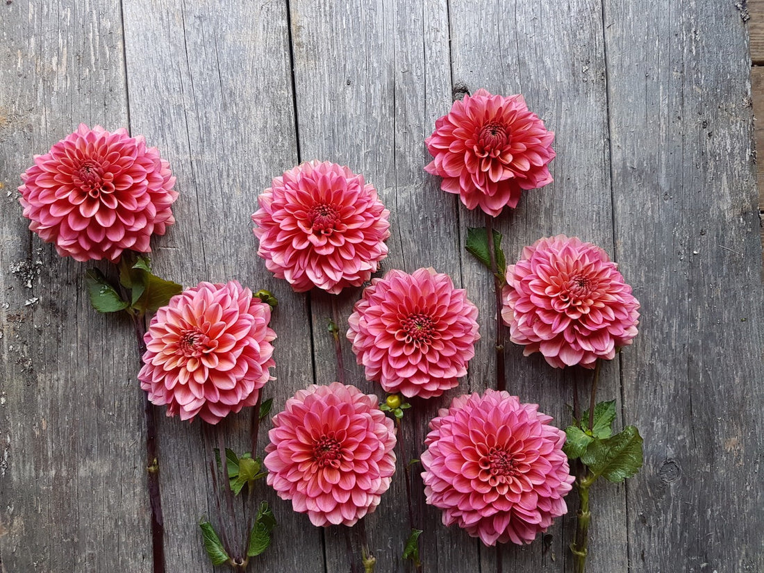 Dahlia Salmon Runner