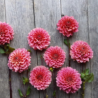 Dahlia Salmon Runner