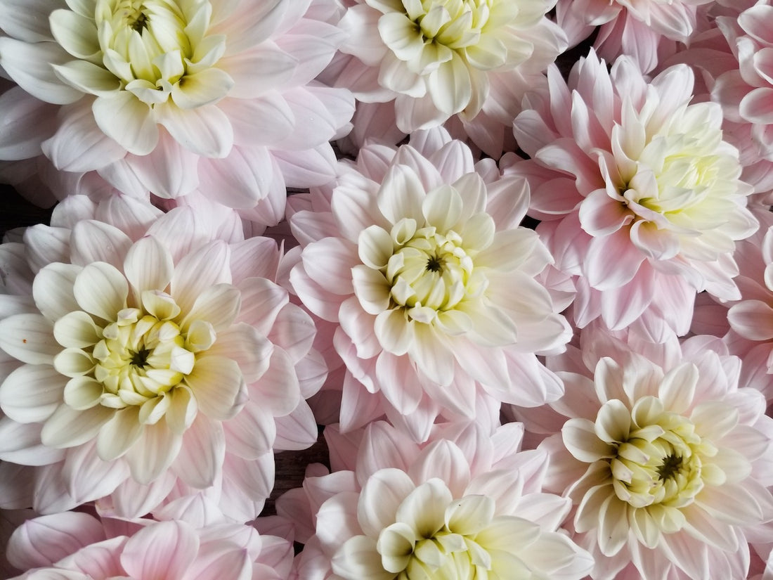 Dahlia Silver Years closeup