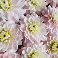 Dahlia Silver Years closeup