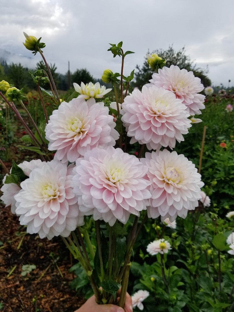 Dahlia Silver Years handful