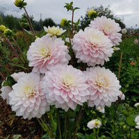 Dahlia Silver Years handful