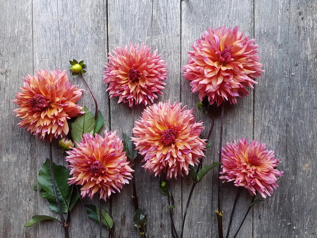 Dahlia Sonic Bloom