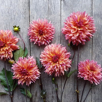 Dahlia Sonic Bloom