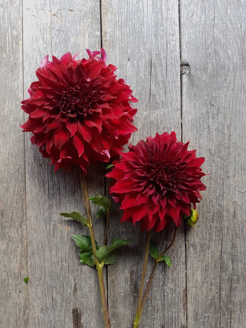 Dahlia Spartacus