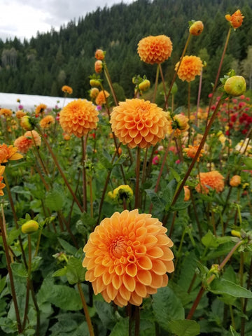 Dahlia Sylvia (Maarn)