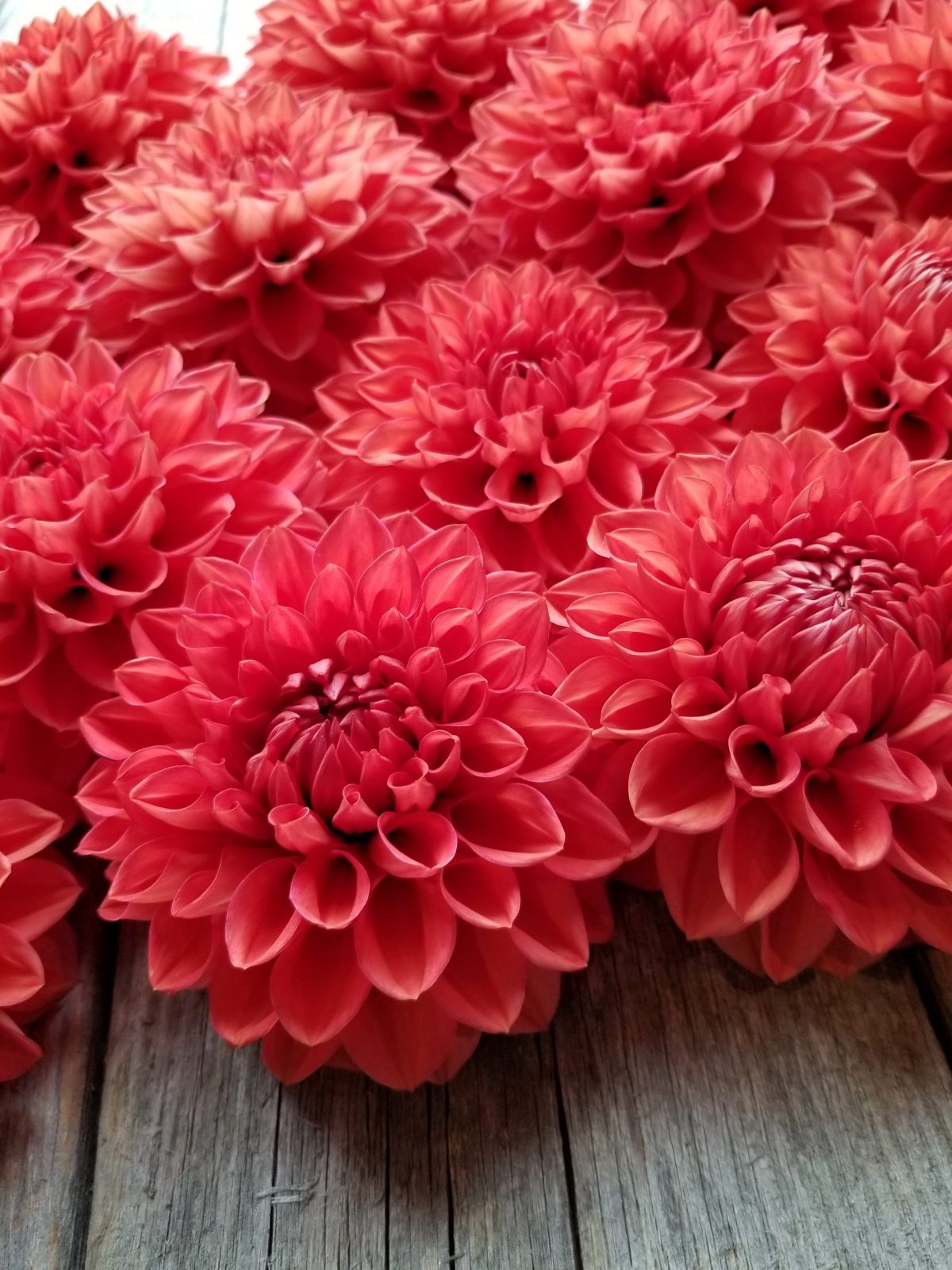 Dahlias - Coral – Stone Meadow Gardens