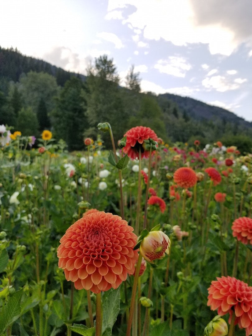 Dahlia Valley Rust Bucket in field