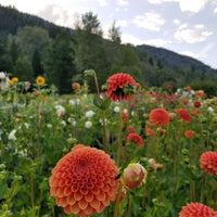 Dahlia Valley Rust Bucket in field