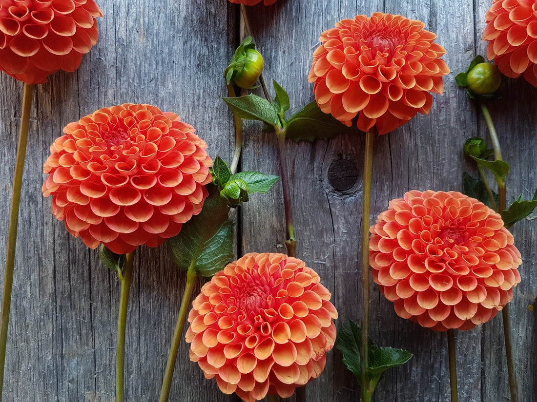 Dahlia Valley Rust Bucket