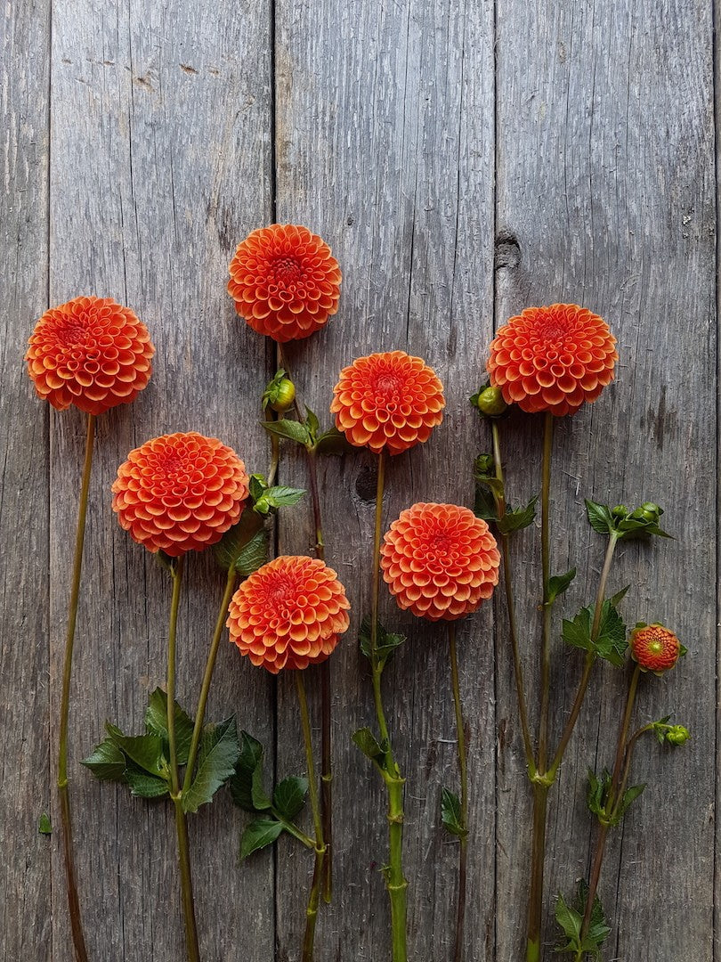 Dahlia Valley Rut Bucket