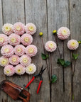 Dahlia Wizard of Oz
