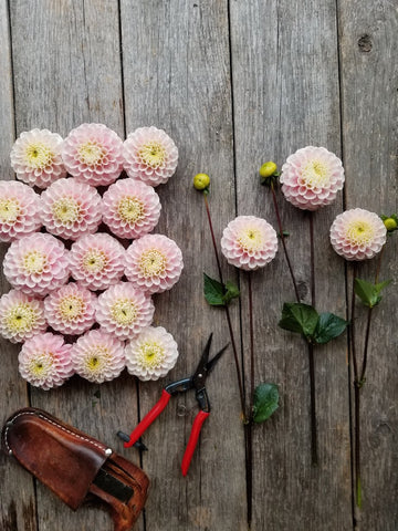 Dahlia Wizard of Oz