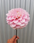 Dahlia Wizard of Oz single
