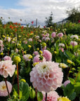 Dahlia Wizard of Oz