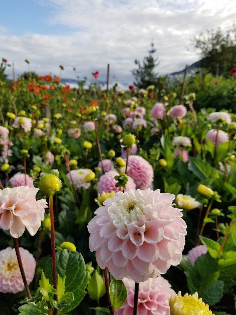 Dahlia Wizard of Oz