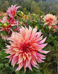 Labyrinth dahlia in field