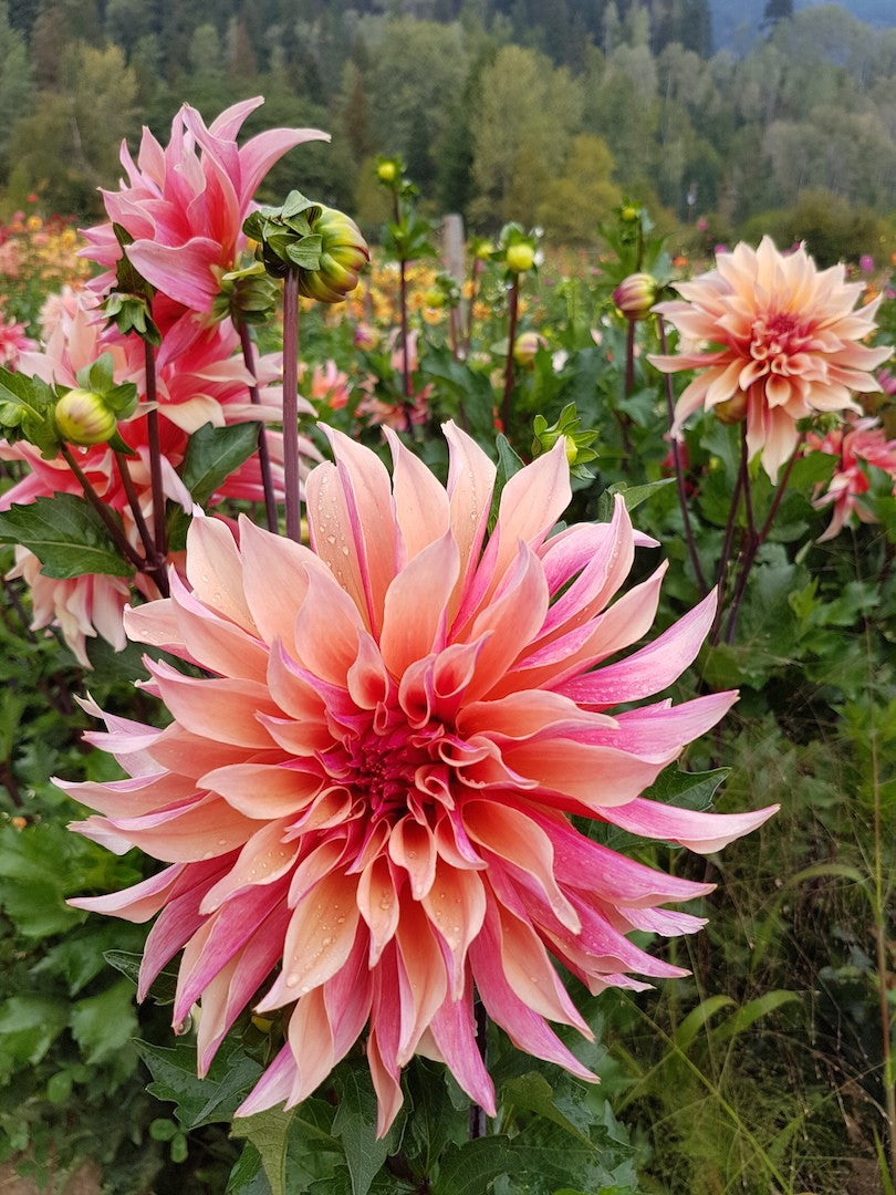 Labyrinth dahlia in field
